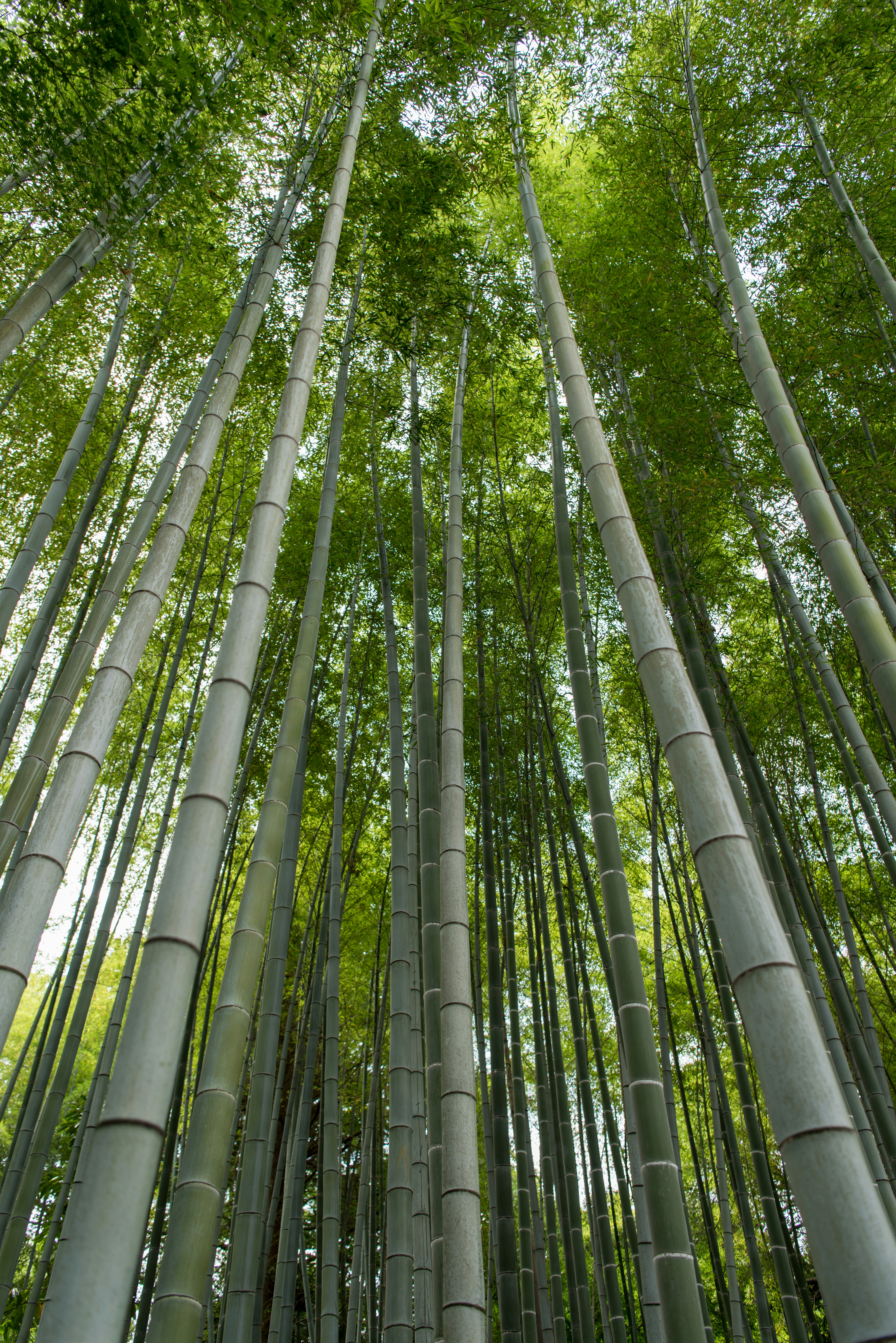 Bamboo